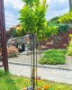 Suport grădină copac mic din oțel, 90 cm