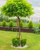 Suport grădină copac mic din oțel, 178 cm
