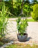 Suport pentru plante tip obelisc, formă arcuită, 100 cm