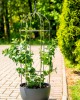 Suport pentru plante tip obelisc, formă arcuită, 100 cm