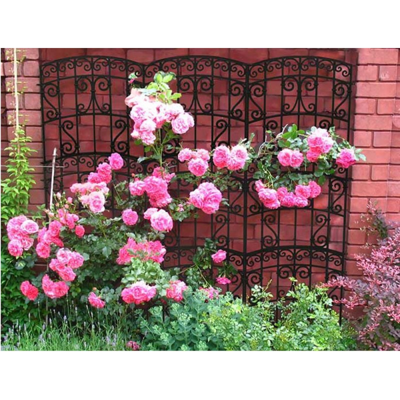 Pergola de grădină Antico, suport decorativ pentru plante cățărătoare, 4 buc.