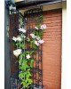 Pergola de grădină Antico, suport decorativ pentru plante cățărătoare, 4 buc.