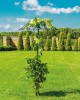 Suport metalic pentru plante cățărătoare, formă de umbrelă