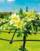Suport metalic pentru plante cățărătoare, formă de umbrelă
